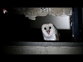 Barn Owl - calling