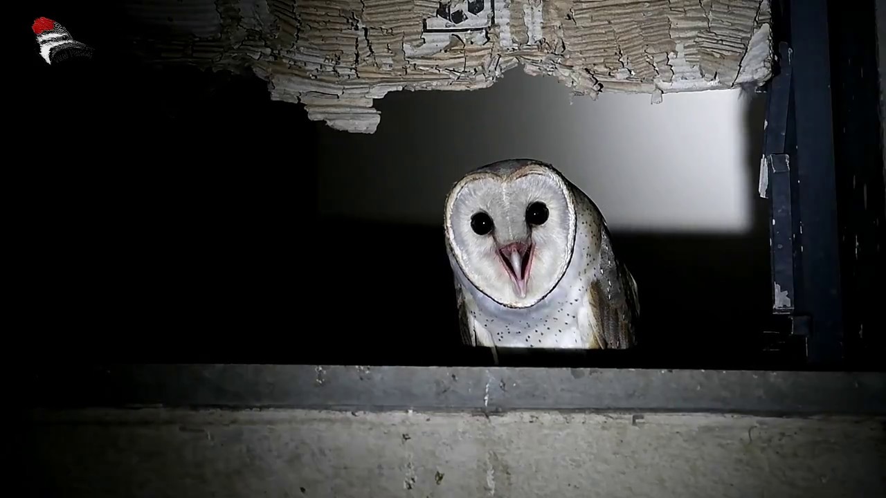 Barn Owl Calling Youtube