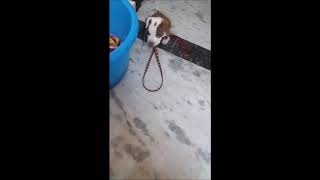 Pitbull Puppy 30 Days Old Getting Afraid Of Foot Tapping Noise Cutest
