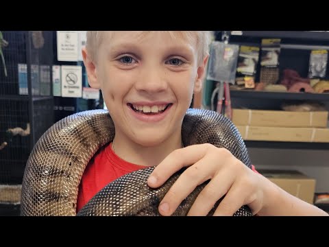 Snake EATS Rat! Aussie Archer's Amazing Carpet Python Rescue & Snake Care Tips! 🐍