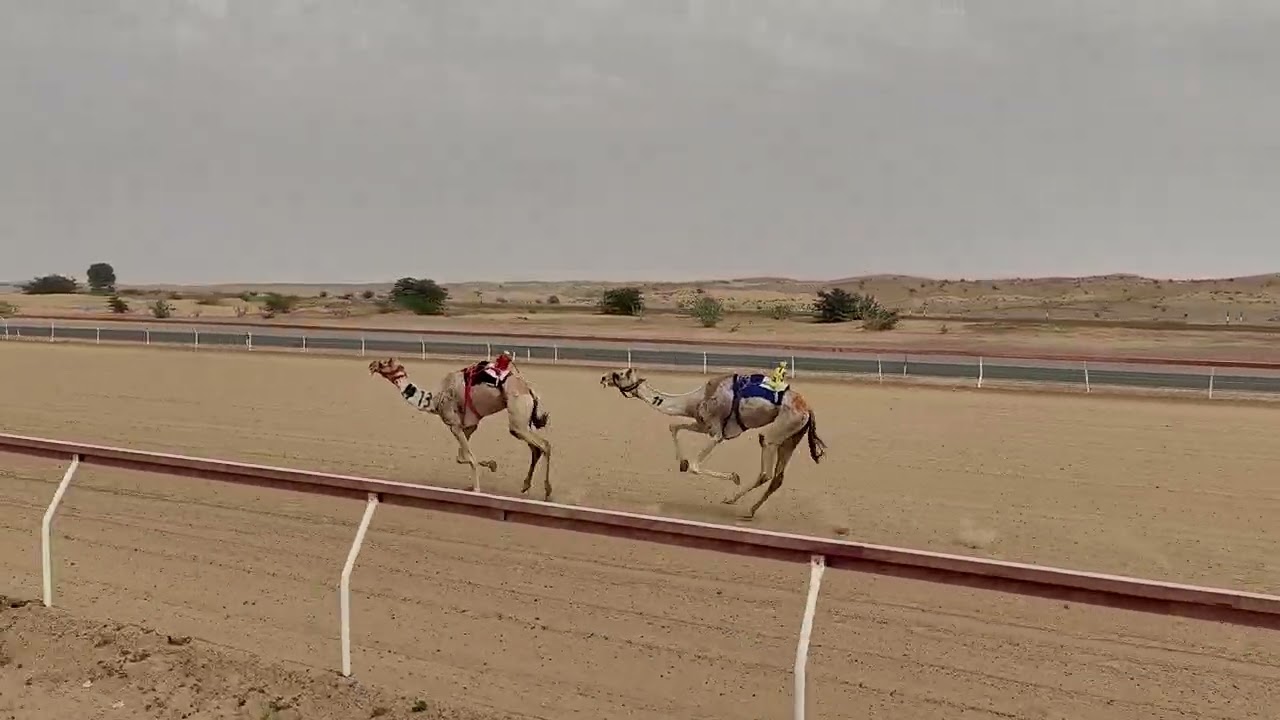 ش2 هجن الرئاسة 13:18