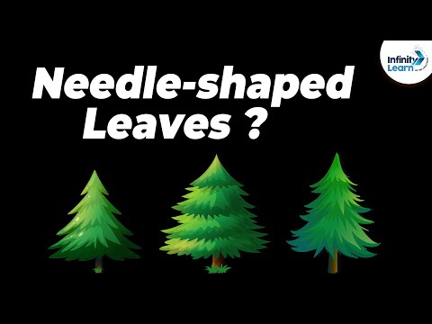 Why do some Trees have Needle-shaped Leaves? | One Minute Bites | Don't Memorise