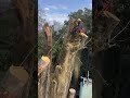 御神木大イチョウのリギング