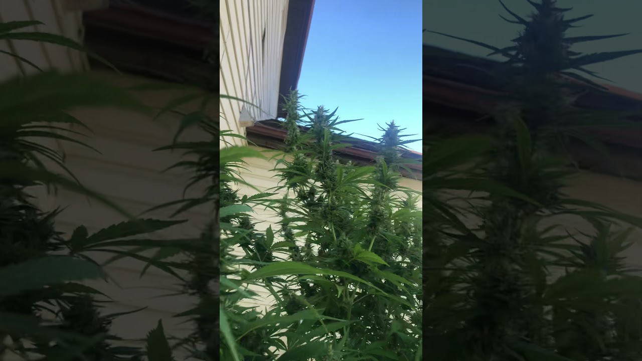 Advanced nutrients week 7 of flower