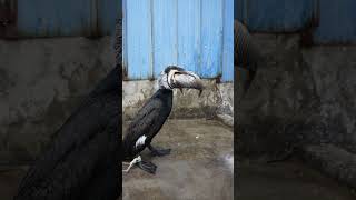 Great Cormorant Eats The Whole Fish Instantly #Fishing