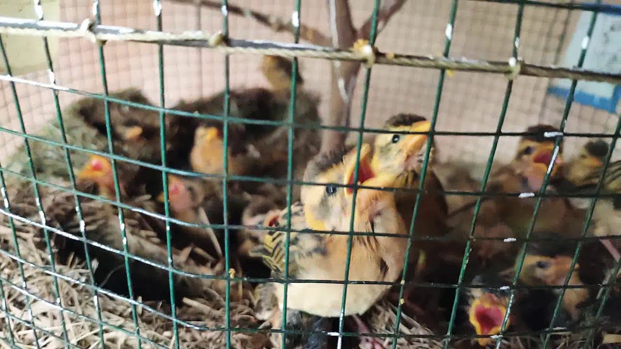 Anakan Burung Manyar 