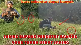 jaring burung perkutut banyak yang turun dekat jaring||baru sebentar dapat banyak