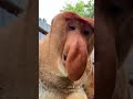 Have You Ever Seen The Nose Like This Monkey Animals Funny обезьяна Have You Ever Seen The Nose Like This Monkey Animals Funny обезьяна