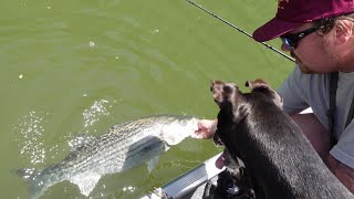 STRIPER fishing, with BIG GLIDE BAITS!