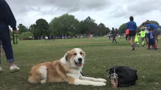 1 Year Old Great Pyrenees Mix 'Saxon'Amazing obedience! Best Dog Trainers Orlando