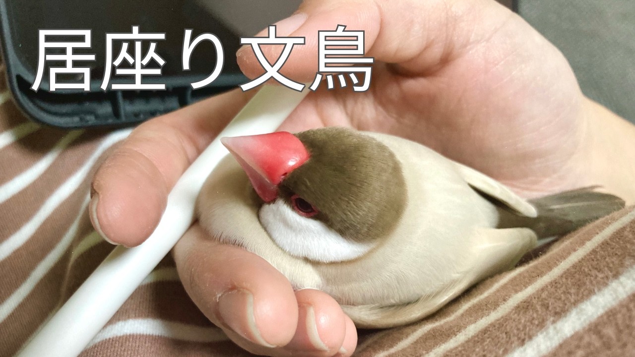 手に住み着くシナモン文鳥 - YouTube