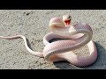 15 Most Beautiful Snakes In The World!