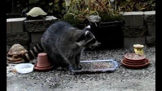 🦝 RACCOON FEEDING FUN. Video for cats and dogs. Raccoons eating videos. Patio Raccoon. by Relaxing Videos for Cats, Dogs, and People. 1,036 views 3 years ago 33 minutes