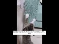 The Ultimate Cat Scratch Protector! #cats #cat #pets