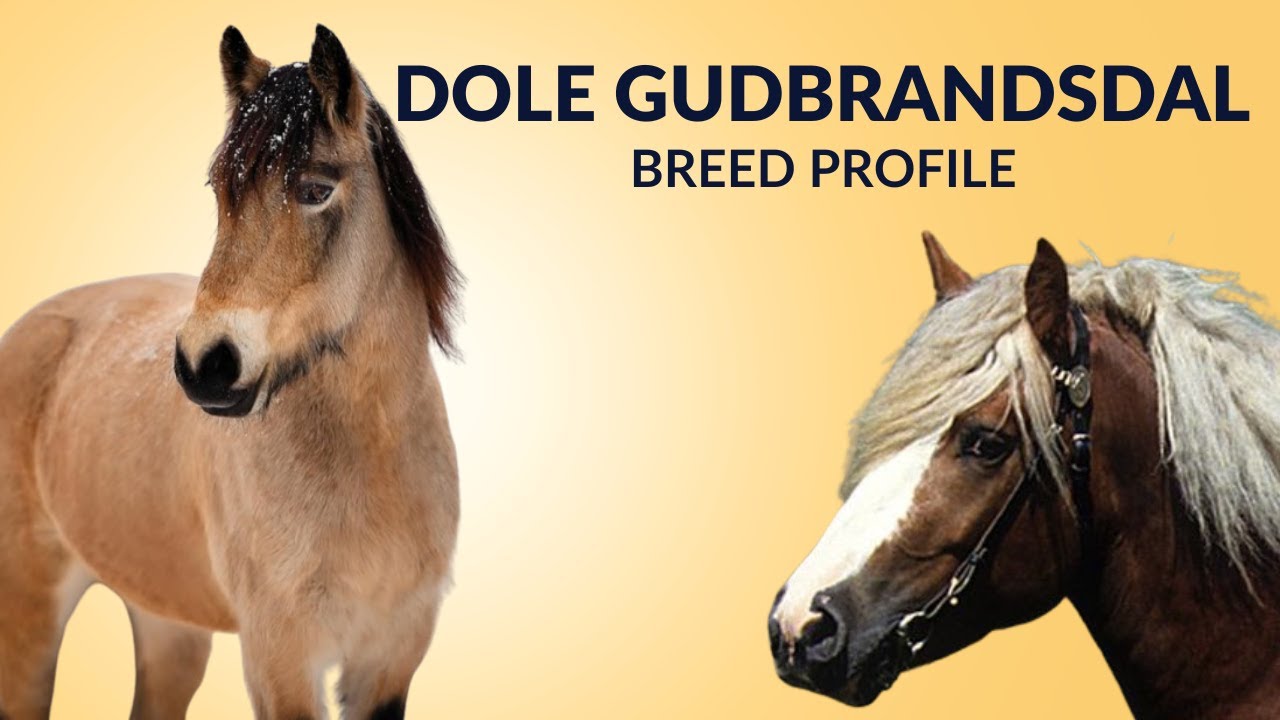 Dole Gudbrandsdal Horse Breed Profile History - Price - Characteristics - Training - Grooming