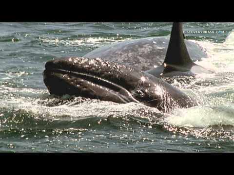 O ataque das orcas assassinas - América do Norte: Born To Be Wild