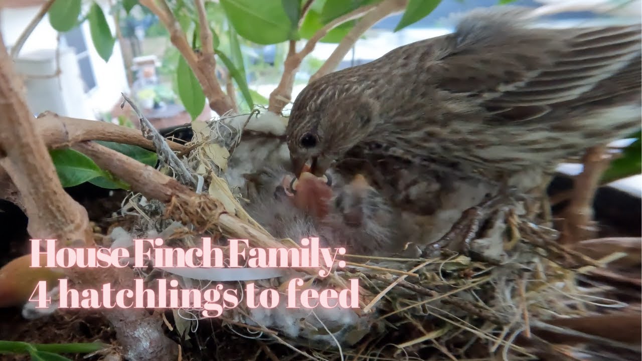 House Finch Family 4 Hatchlings to Feed YouTube