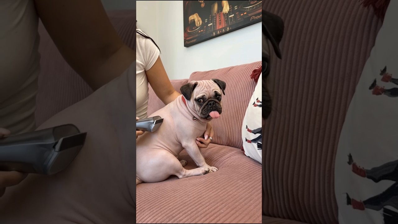 Oxi Got Caught… and Lost All His Hair! 😂😱 #youtubeshorts #shorts #viralshorts