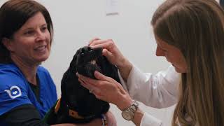 Your Pet’s Dental Health Matters More Than You Think | Oakwell Animal Hospital