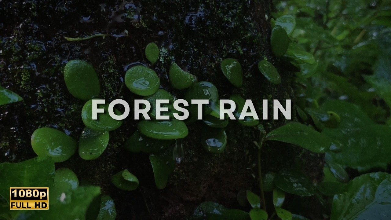 Сильный дождь на лесных лозах 🌧️ Естественный белый шум глубокого сна