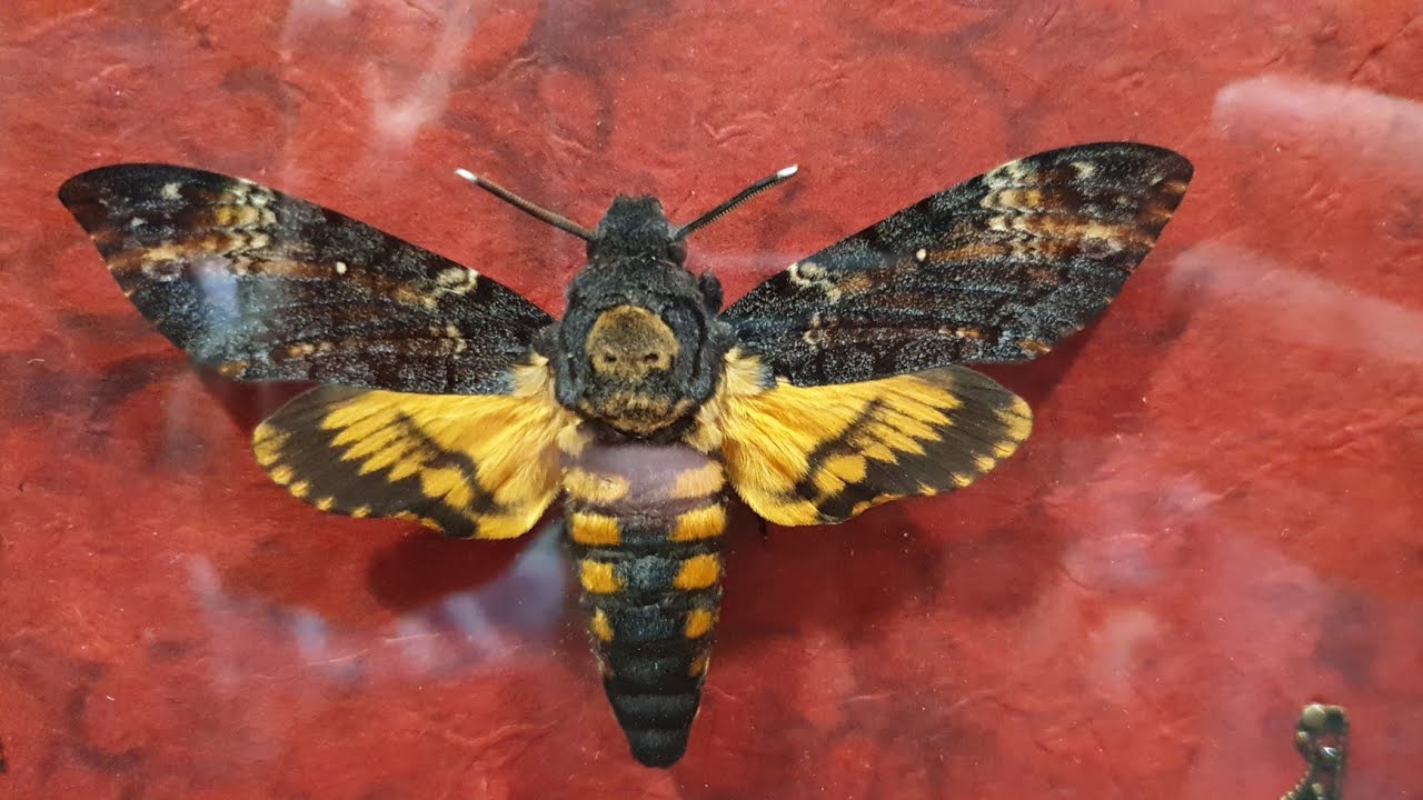 Выставка-ярмарка насекомых в Москве. Завтра можно успеть!