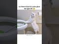 #cat #india #indianyoutuber #funny #hindishorts #hindishorts #trendingindia#viralindia#kitten#facts