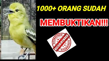 suara burung sirtu jantan KASAR POL! AMPUH BUAT pancingan sirtu macet AGAR burung sirtu gacor