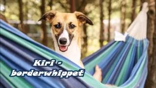 Kiri - border whippet 1 year by Justyna Przepióra 5,870 views 7 years ago 3 minutes, 47 seconds