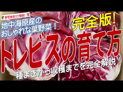 Puntarelle菊苣栽培のコツを実際に育てた経験から伝授！