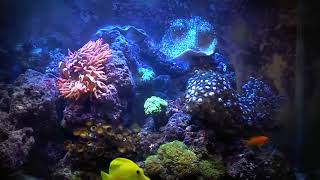 MARINE FISH TANK FULL HD by EconomicalReefer 2,432 views 13 years ago 4 minutes, 52 seconds