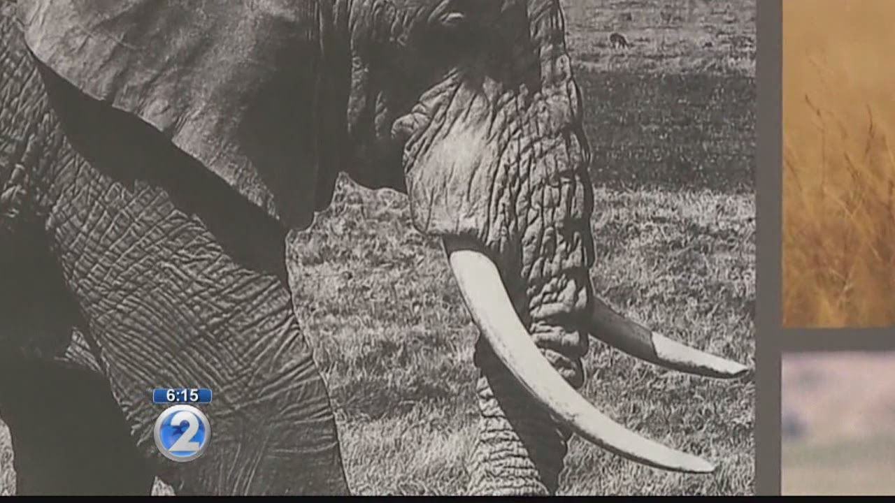 Wildlife advocates push for ivory trade ban in Hawaii