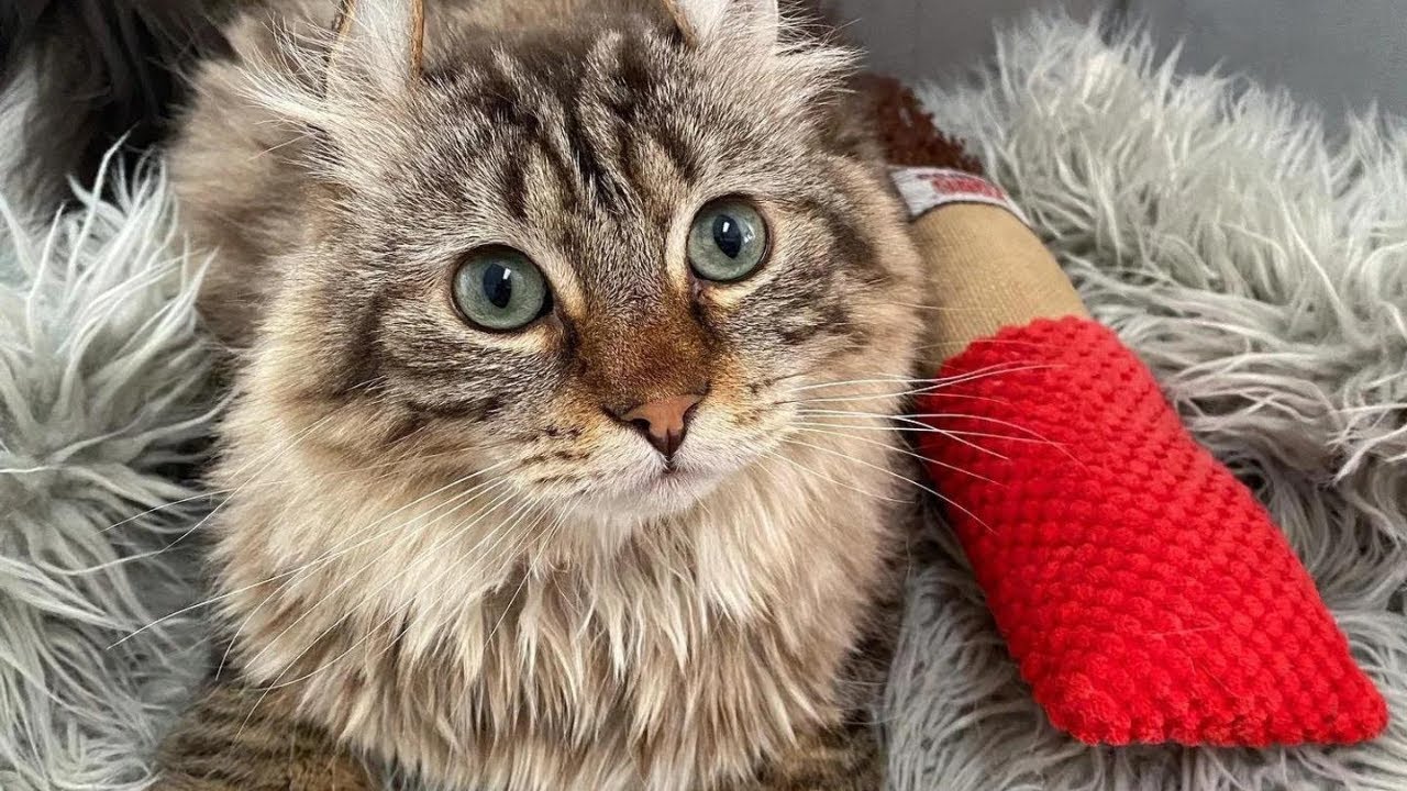 Rescued from Danger, a Cat with Big Paws Reveals His Gentle Soul Thanks