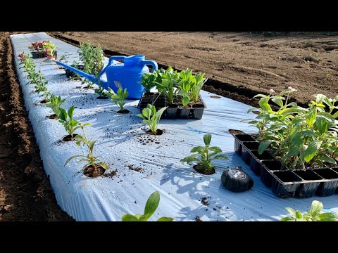 切り花の植え方 千日紅 ケイトウ 金魚草 アスター 5 23 Youtube