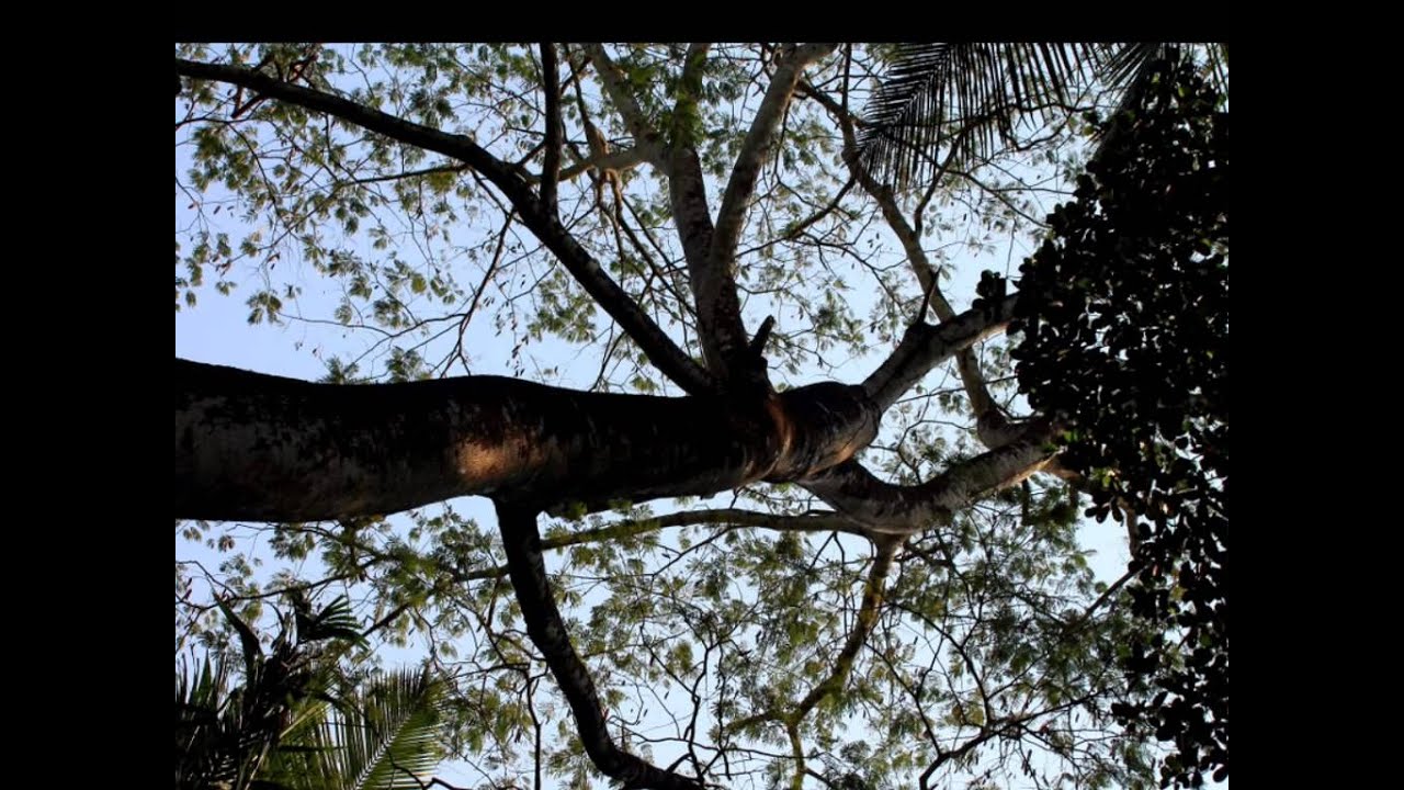 Walking in GOA with ~ If only I could erase you from my soul ~ by Ratix & S.Bluyer.