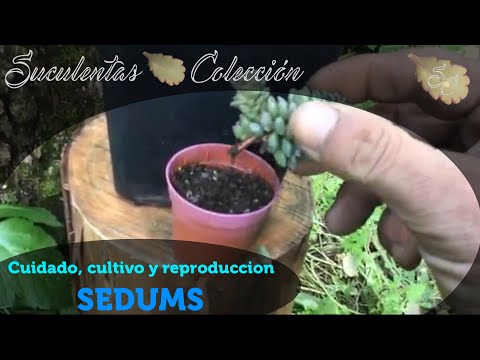 Vídeo: Sedum Cáustico: Propiedades útiles, Reproducción Y Cultivo Del Sedum. Recetas Stonecrop