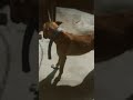 🐶🐶🐶