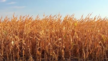 TotoGEO: A Bridge for the Knowledge Gap