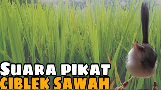 1 Jam Full Tanpa Jeda Suara Pikat Ciwah atau Ciblek Sawah