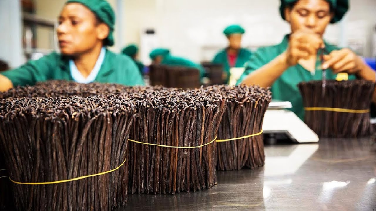 香荚兰的一生｜现代农业种植和收获香草荚