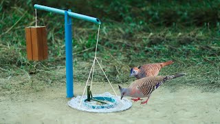 Easy Creative Bird Trap Using Brick Blue Pipe and Net | Build Quail Bird Trap