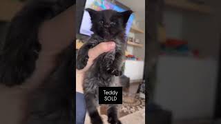 CFA purebred Maine Coon Kittens for Sale Buttercup; Female Teddy SOLD Clementine; Female Cheddar;