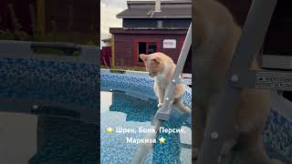 Летняя история