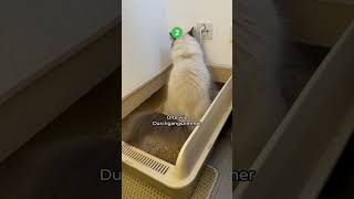 Ist deine Wohnung wirklich katzensicher? 🏡🙀