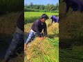 simple technique for threshing rice to remove any remaining straw #shorts