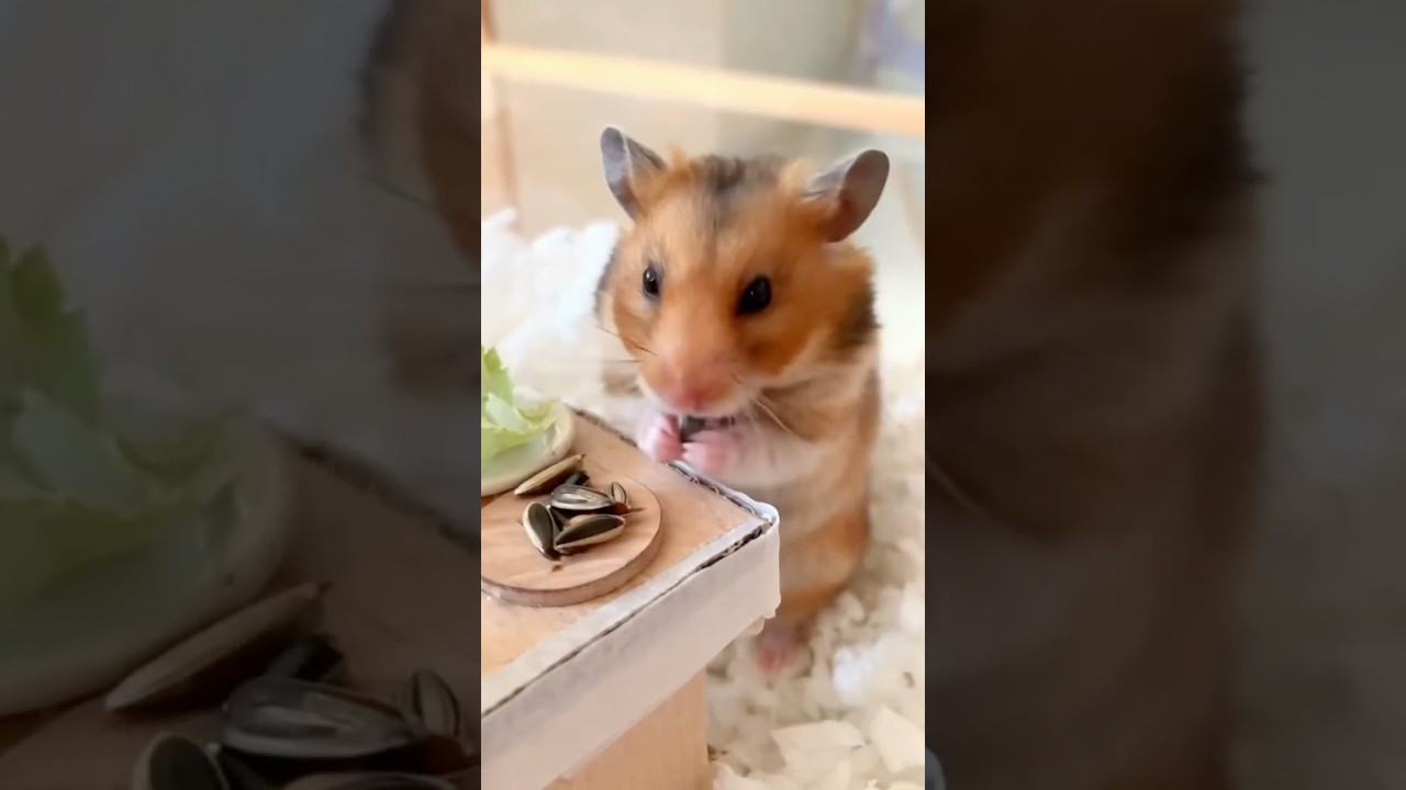 Hamster Explores His Café 