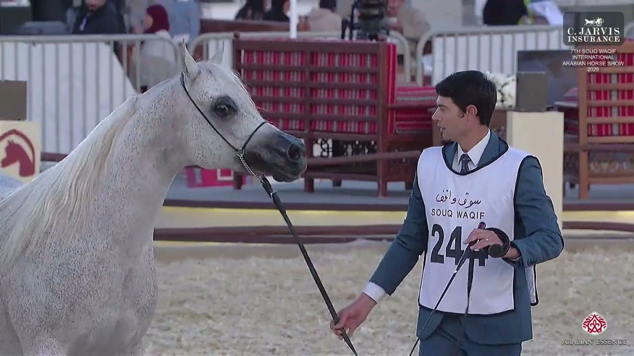N 244 FAKHIR BHM   7th Souq Waqif International Arabian Horse Show 2026   Stallions 7 10 Years Old C