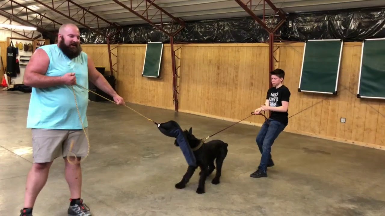 giant schnauzer for sale Quill von Prufenpuden 7 Mo's Giant Schnauzer Super Star BAB Participant