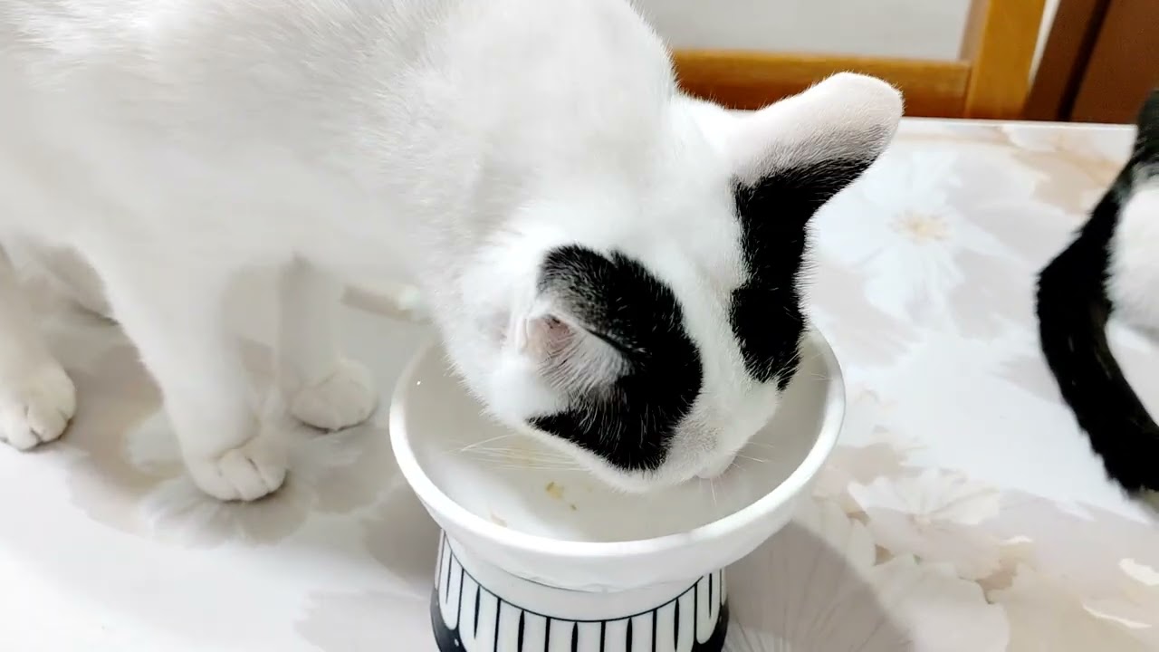 ［我的二貓］胃口好係好嘅｜搶埋小黑的就不好啦｜