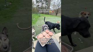 FAST AND CHAOTIC RAW FEEDING  #raw #dogfood #dogs