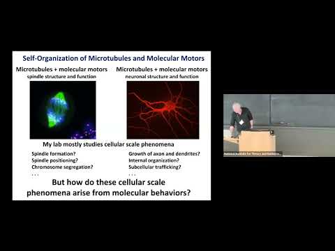 Ongoing Efforts To Connect Molecular And Cellular Scale Behaviors In Microtubule Self Organization